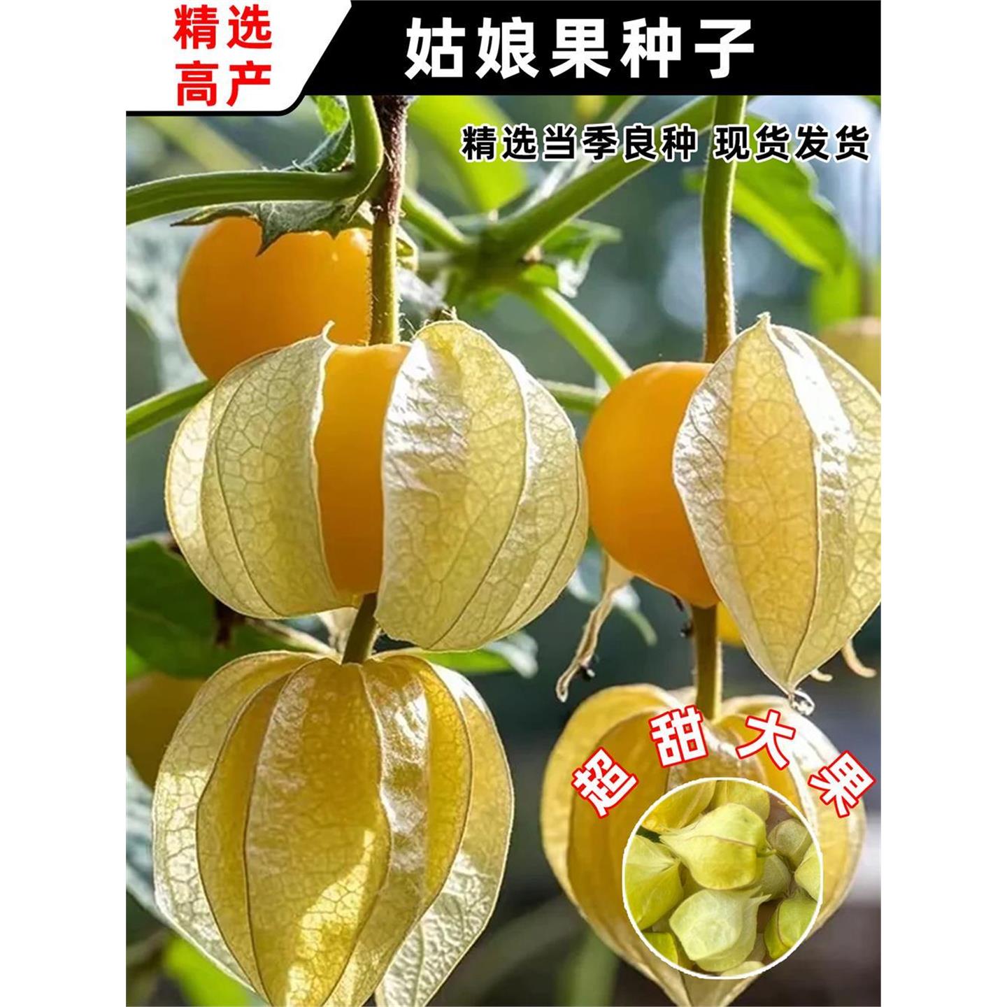 菇娘果种子四季播易活盆栽