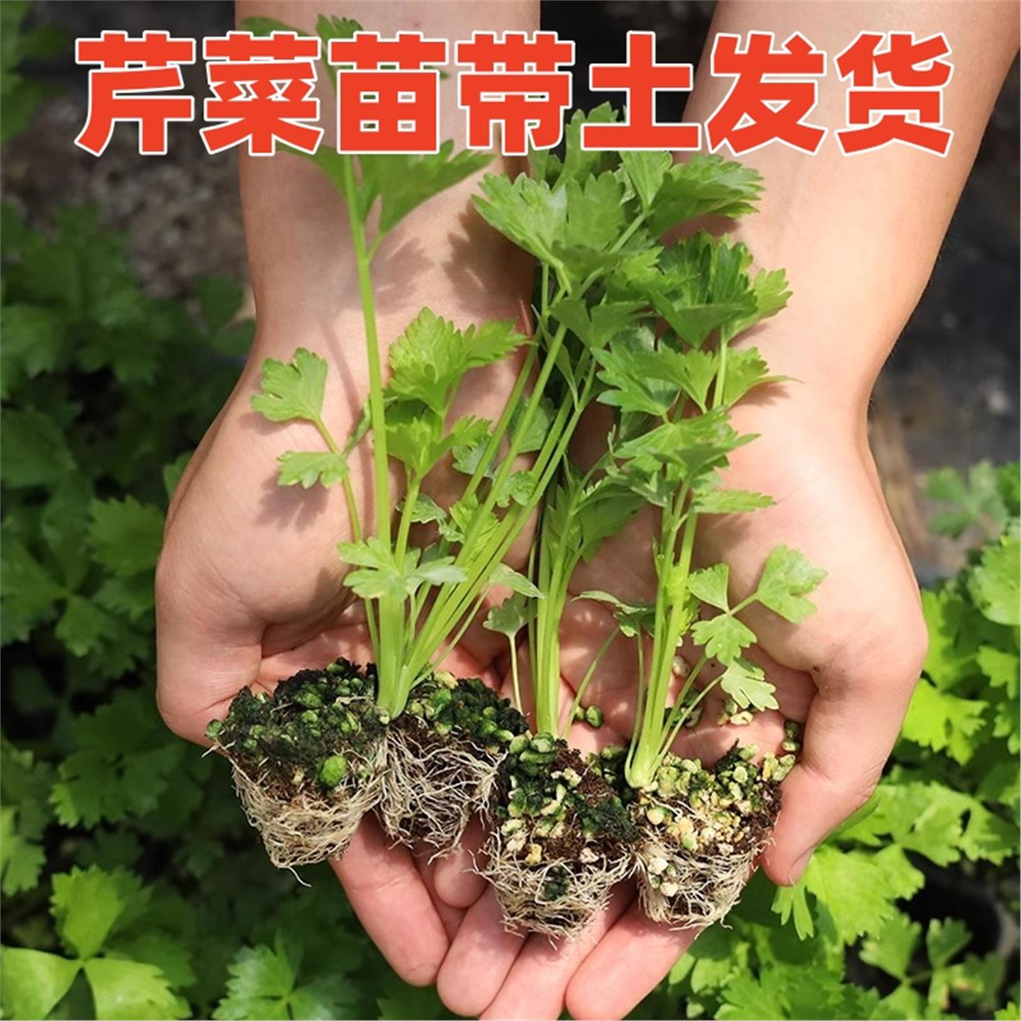 种植西芹蔬菜秧苗香四季根