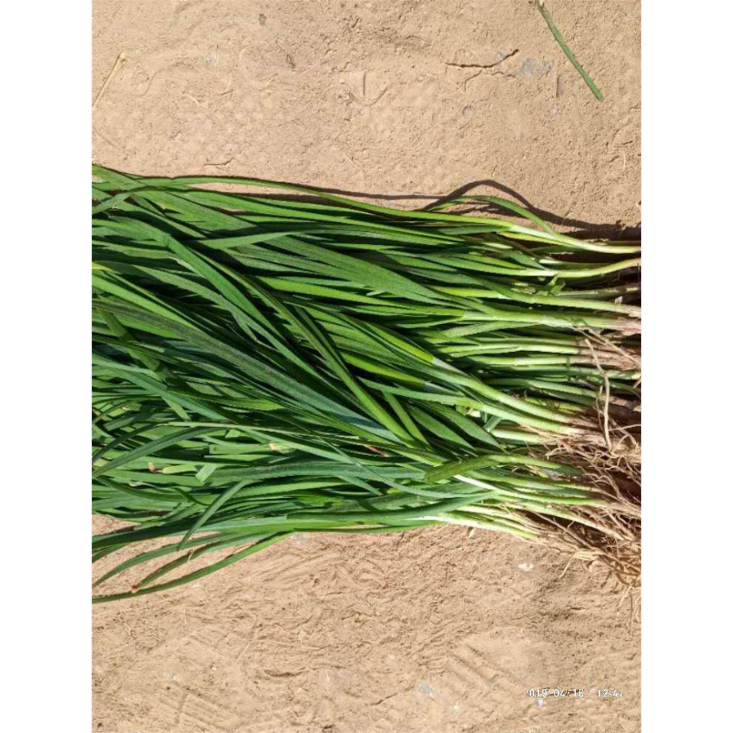 紫根韭菜根苗子现挖久菜救菜起阳草懒人菜扁菜四季室内阳台盆栽菜