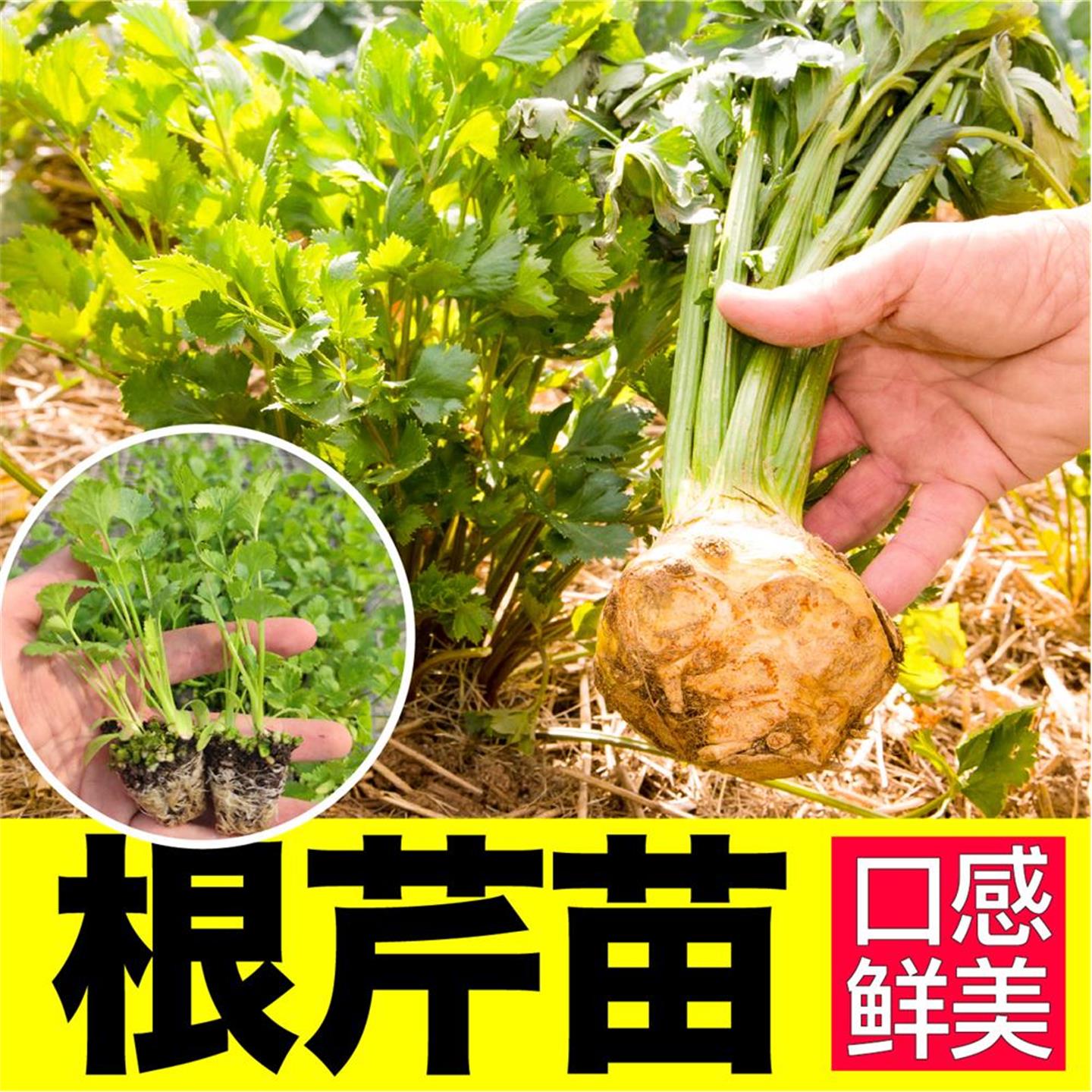 山东寿光根芹苗秧种子口感