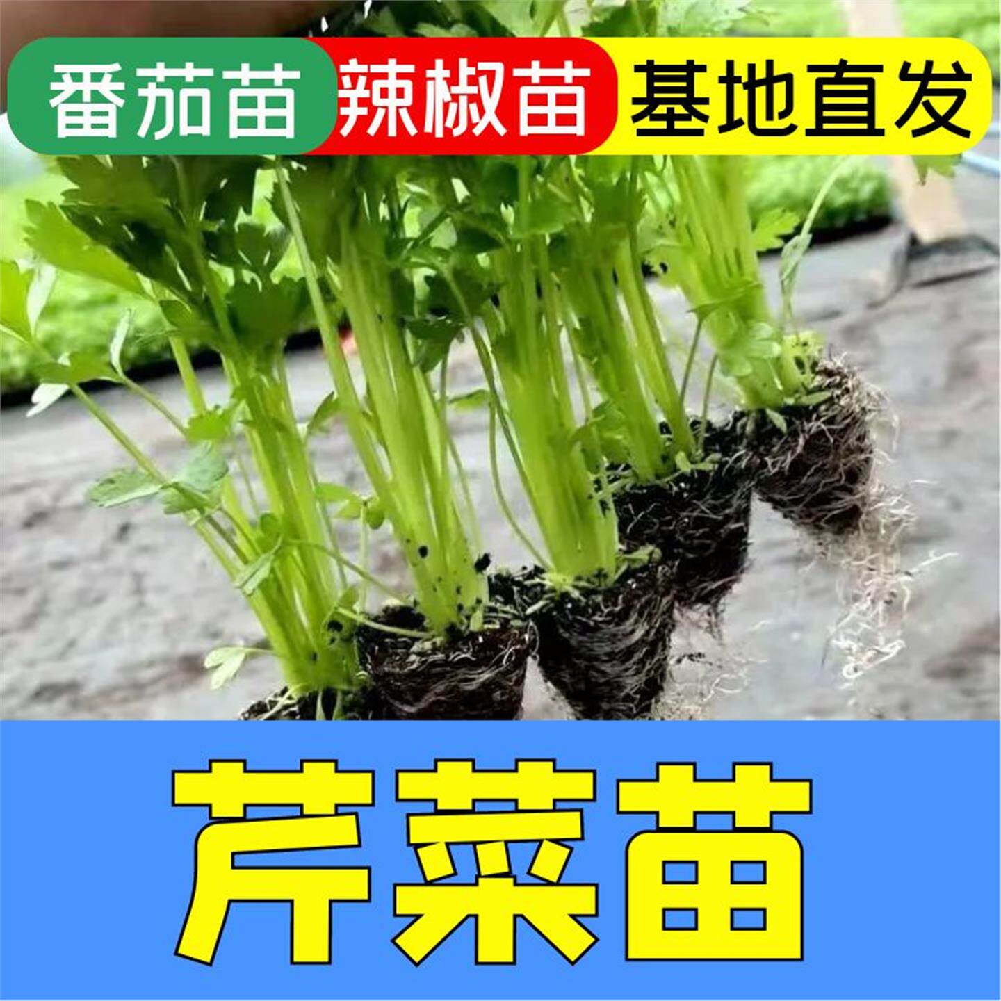 芹菜秧苗蔬种植盆栽阳台秋