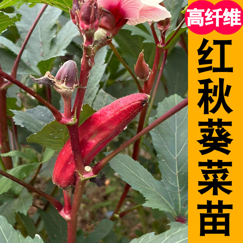 红秋葵苗高产春播辣椒西