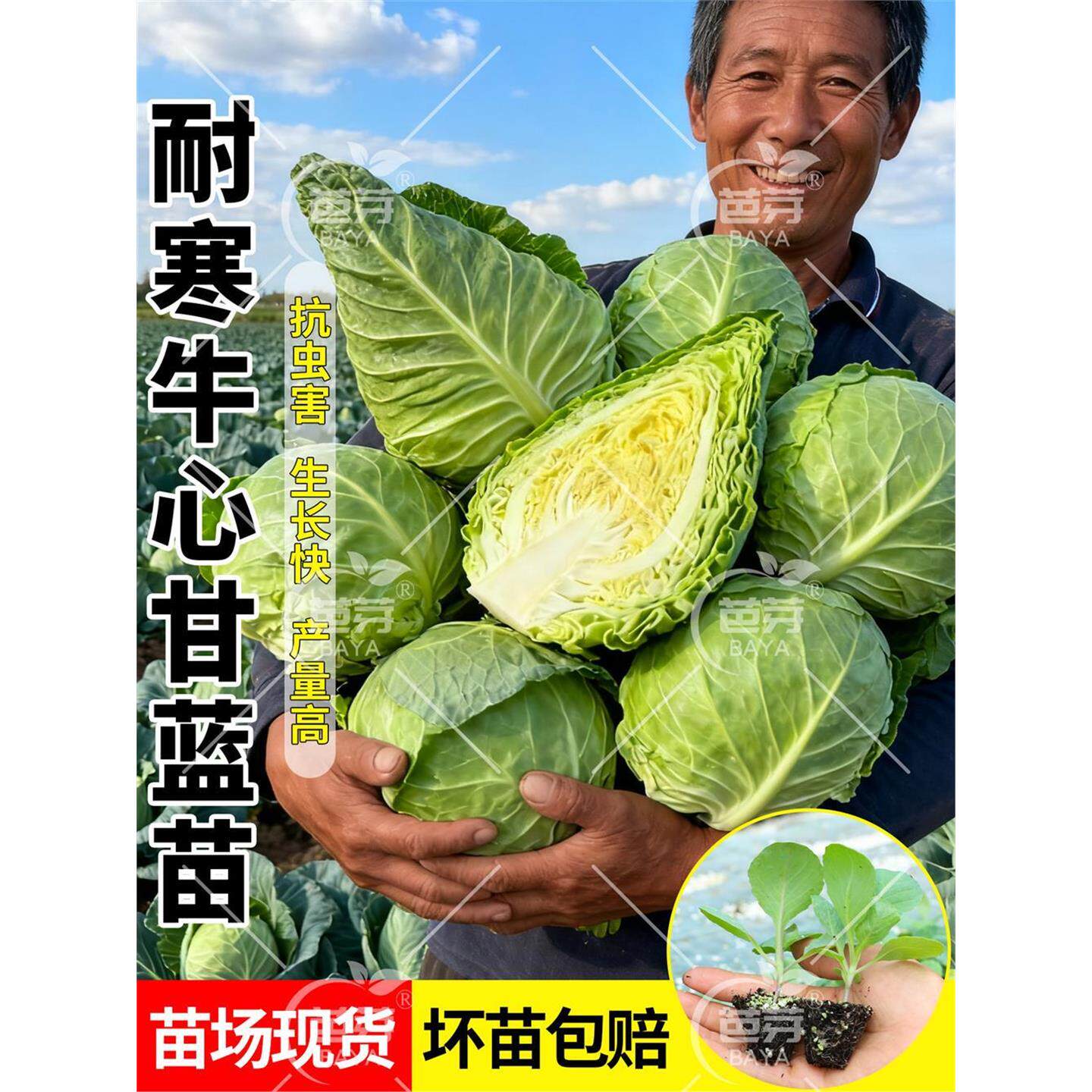 牛心甘蓝苗秧包菜卷种子绿