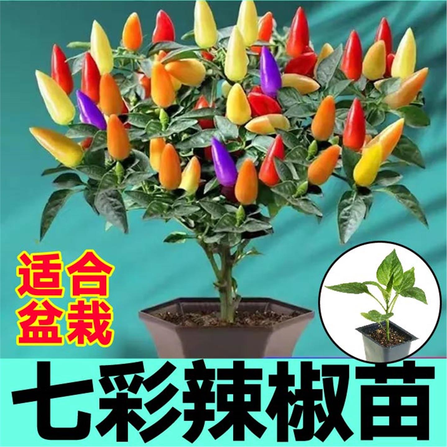 好看又吃七彩小辣椒秧苗带