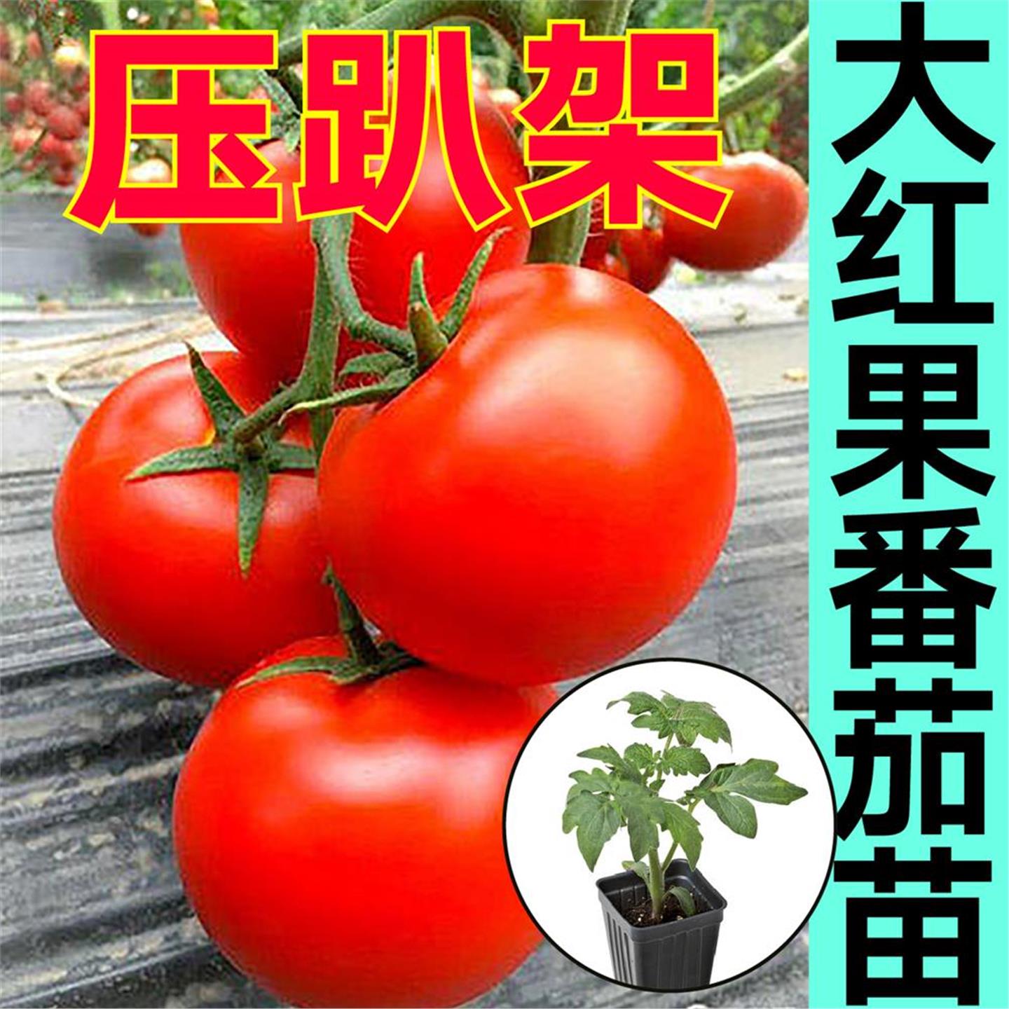 压趴架大红石头硬果番茄苗