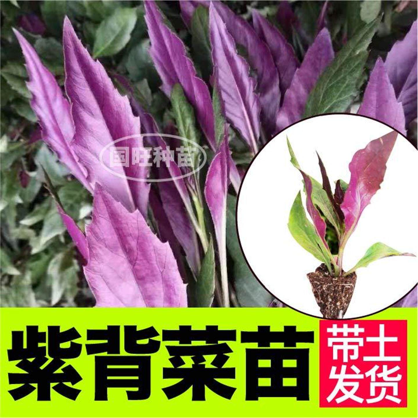 紫背菜苗秧四季可种血皮观