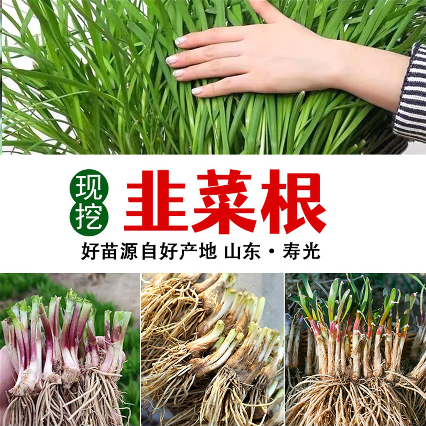 韭菜根现挖发新香宽叶阳台