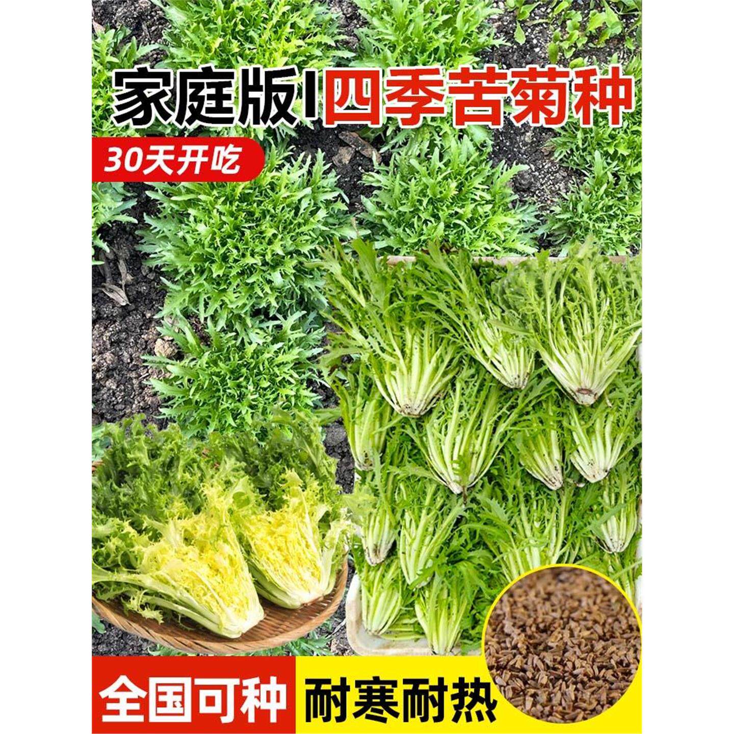 黄心苦菊种子四季阳台生菜