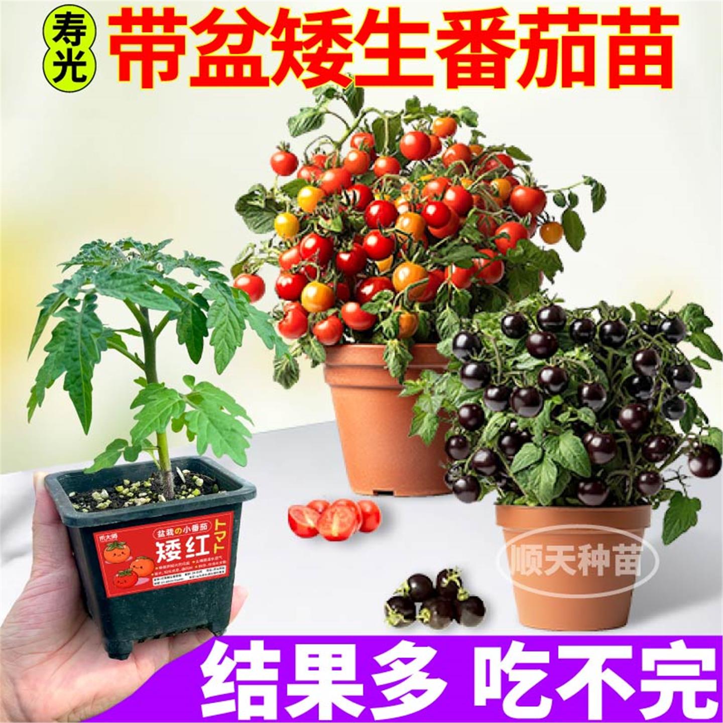 盆栽矮生番茄苗秧正宗红黄