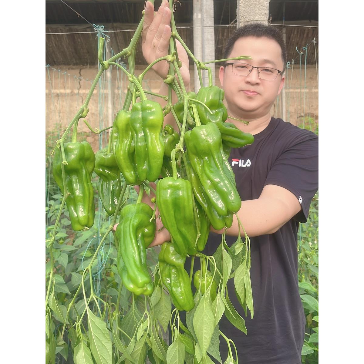 响亮泡椒薄皮辣种子高产超