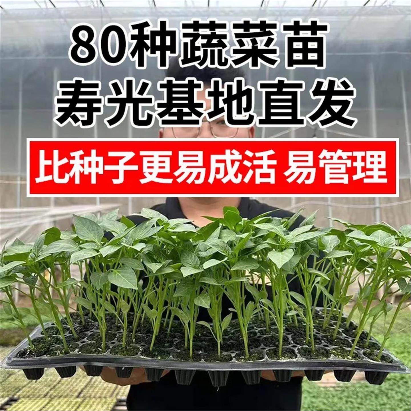 蔬菜种苗幼辣椒茄子番西红