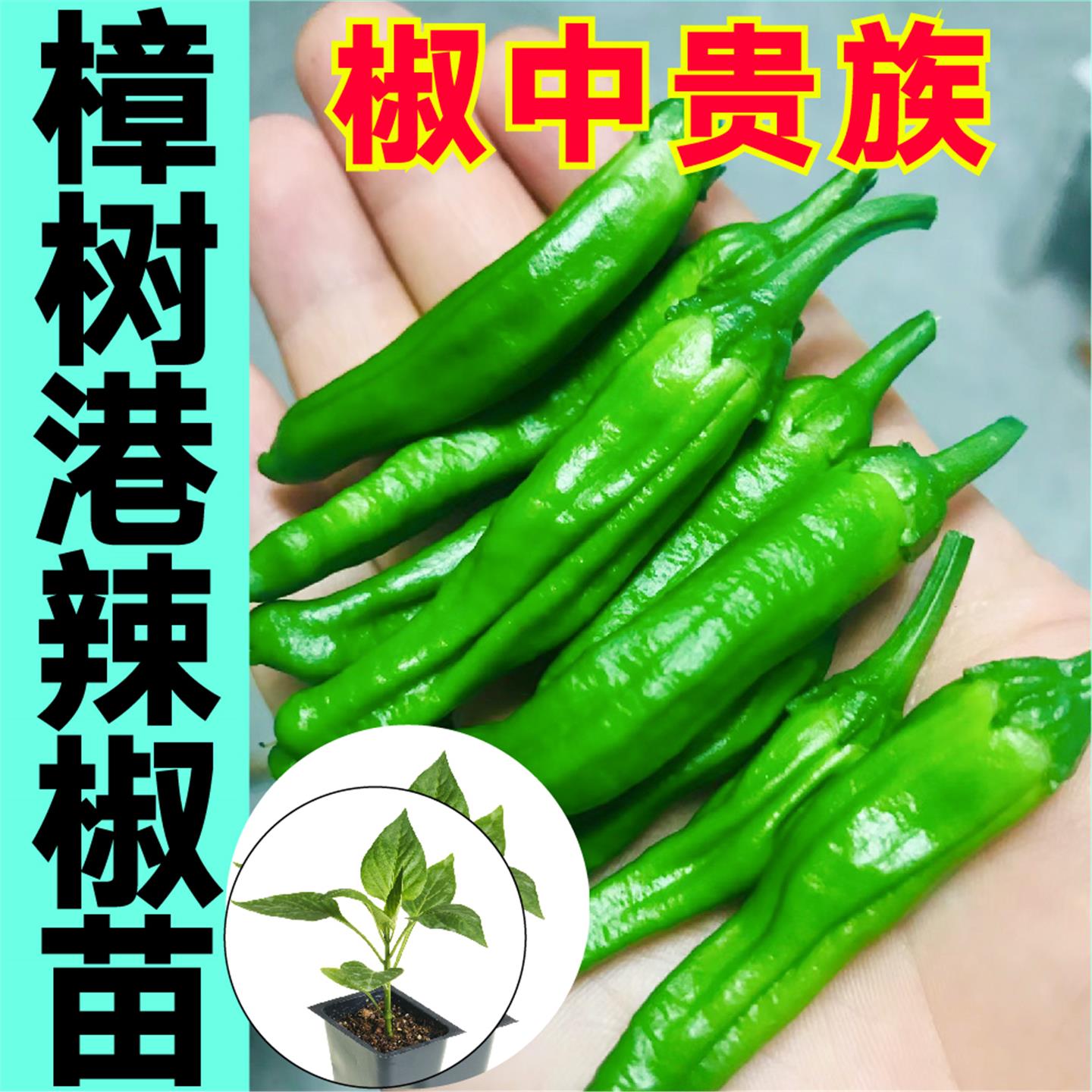 樟树港辣椒苗秧正宗湖南小