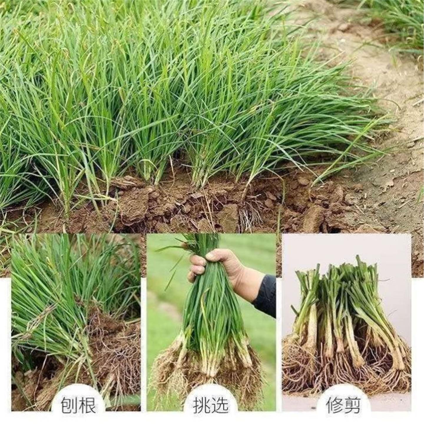 韭菜根苗带土秋后种的蔬小