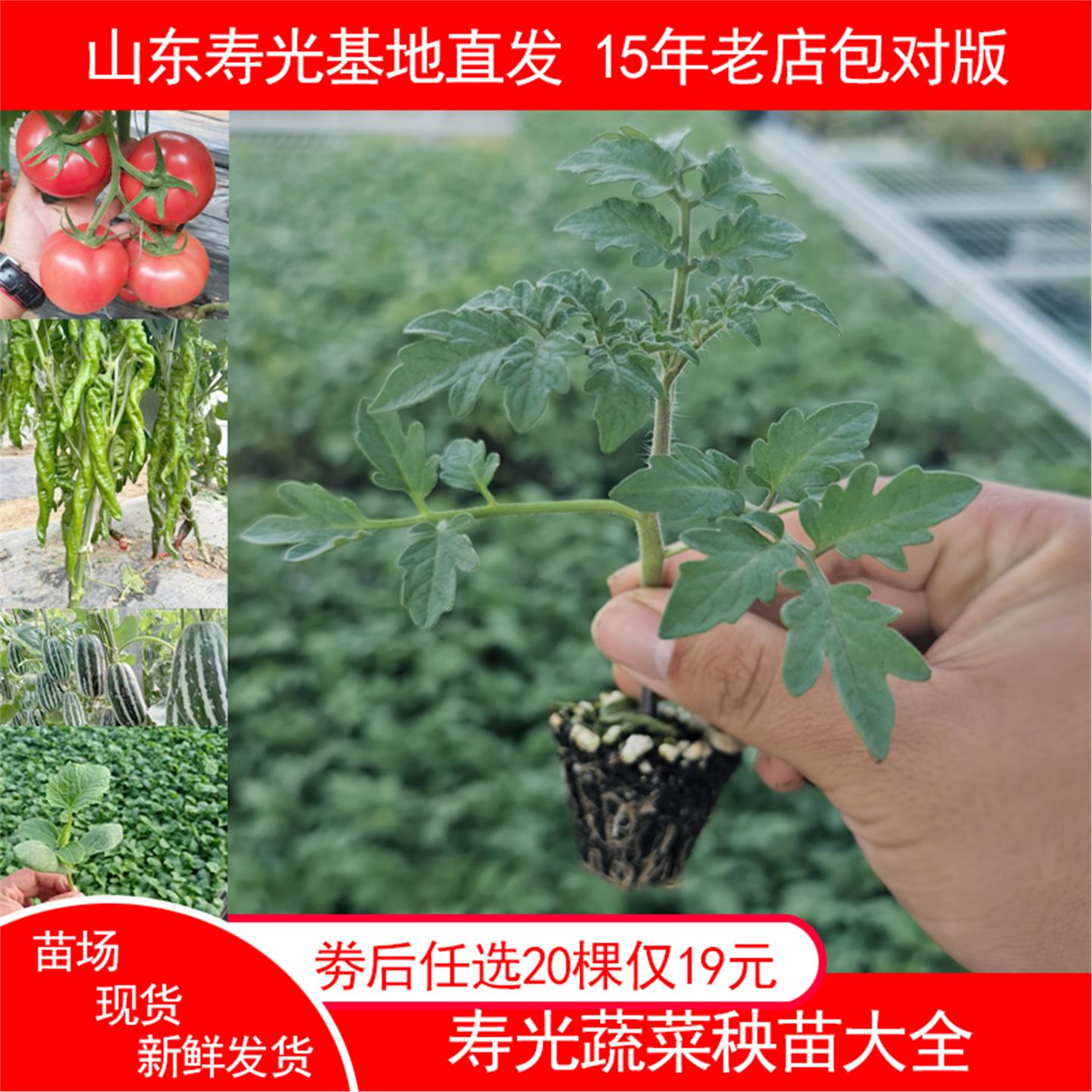 特色西红柿番茄苗辣椒子圣