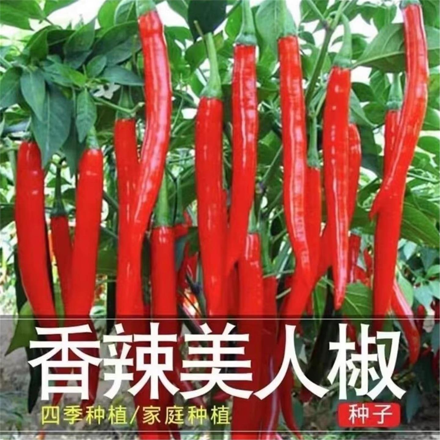 正宗摘不败美人椒种子大树