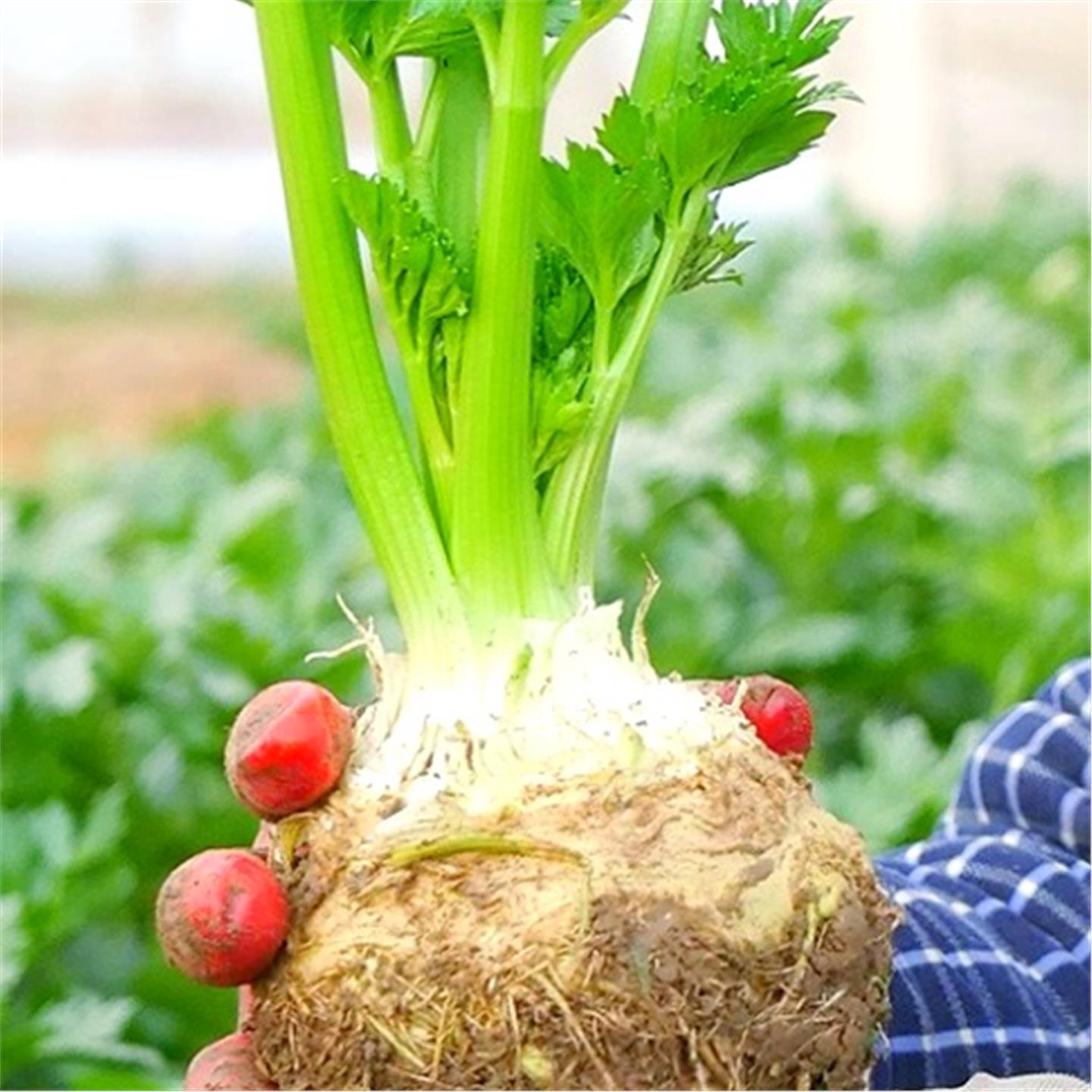 根芹疙瘩带芽点发货苗菜