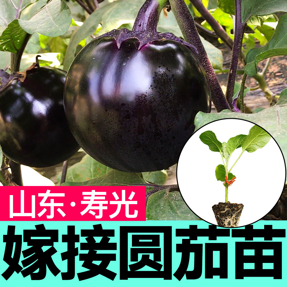 寿光嫁接圆茄子苗秧带土球