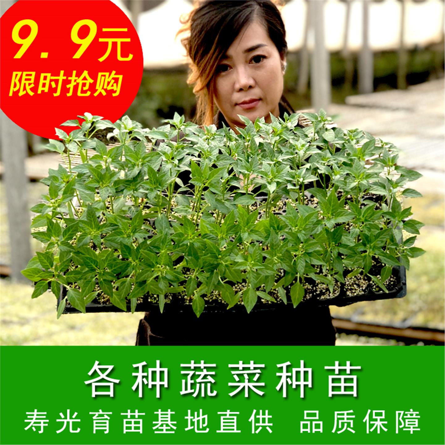 蔬菜苗秧四季盆栽家庭室内
