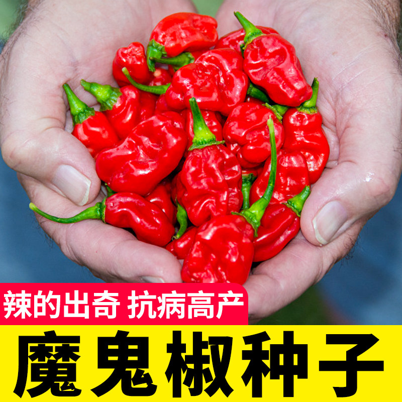 印度魔鬼椒种子苗超辣籽孑