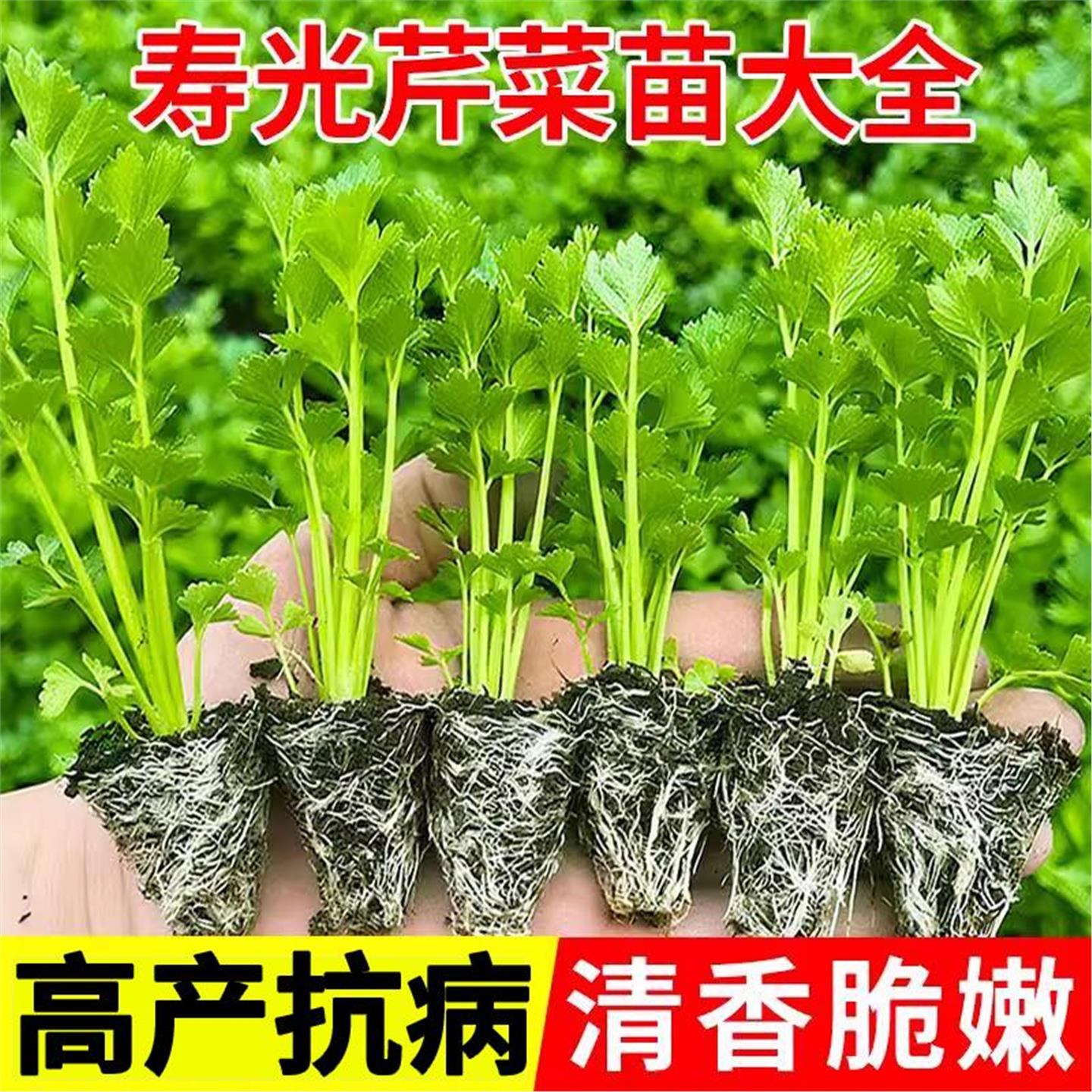 芹菜秧苗秋冬蔬种植盆栽阳