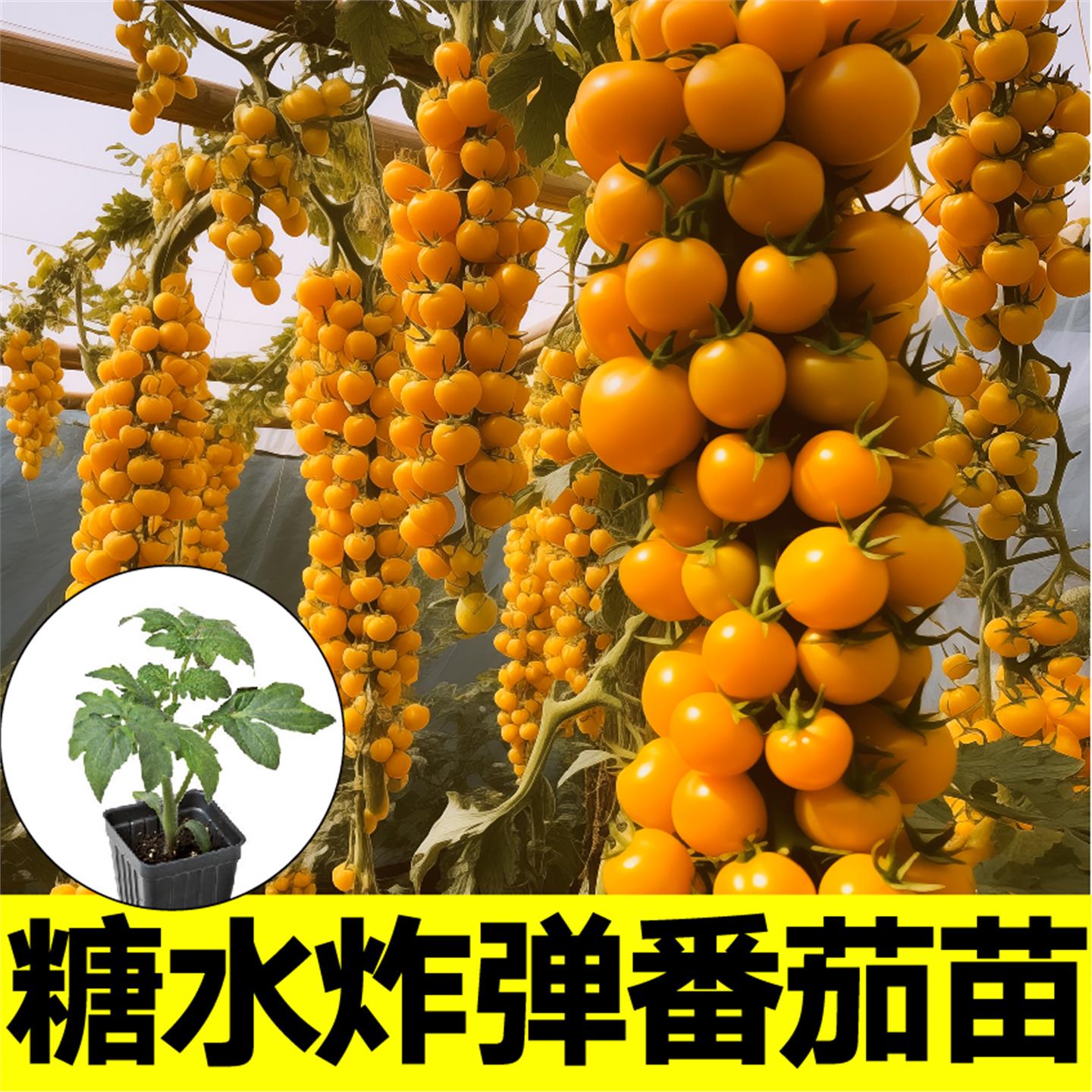 超甜黄瀑布番茄苗秧金玲珑