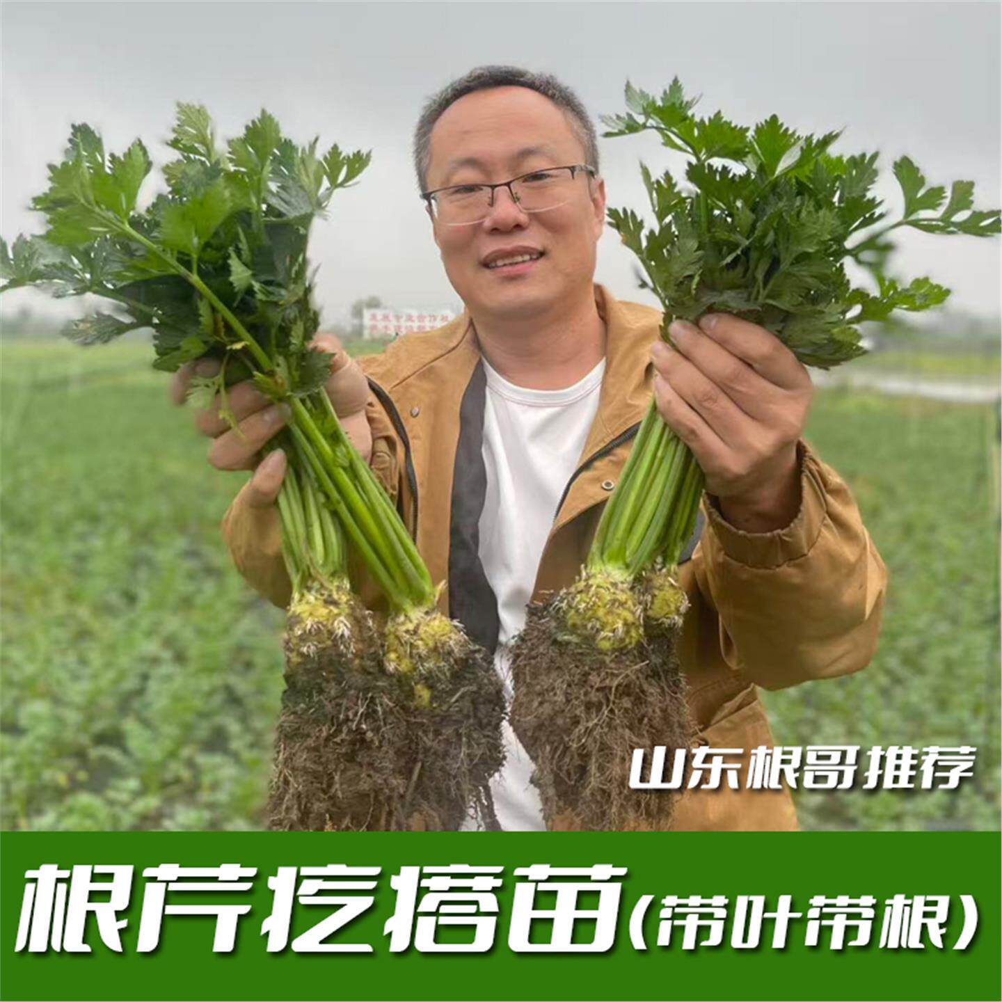 带鸡蛋大疙瘩叶发货根芹苗