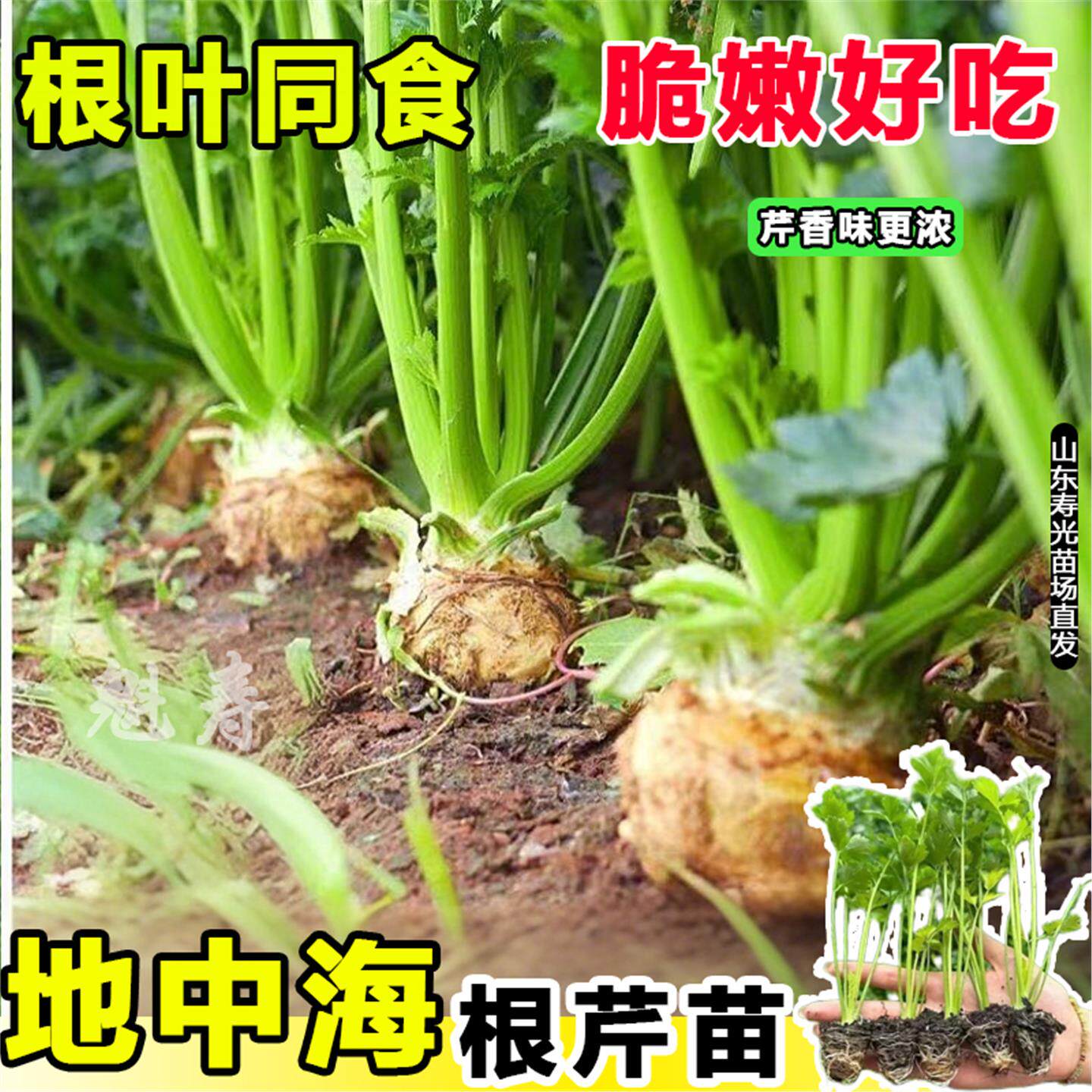 山东寿光正宗地中海根芹苗秧高产盆栽阳台蔬菜西芹小香芹种子耐寒