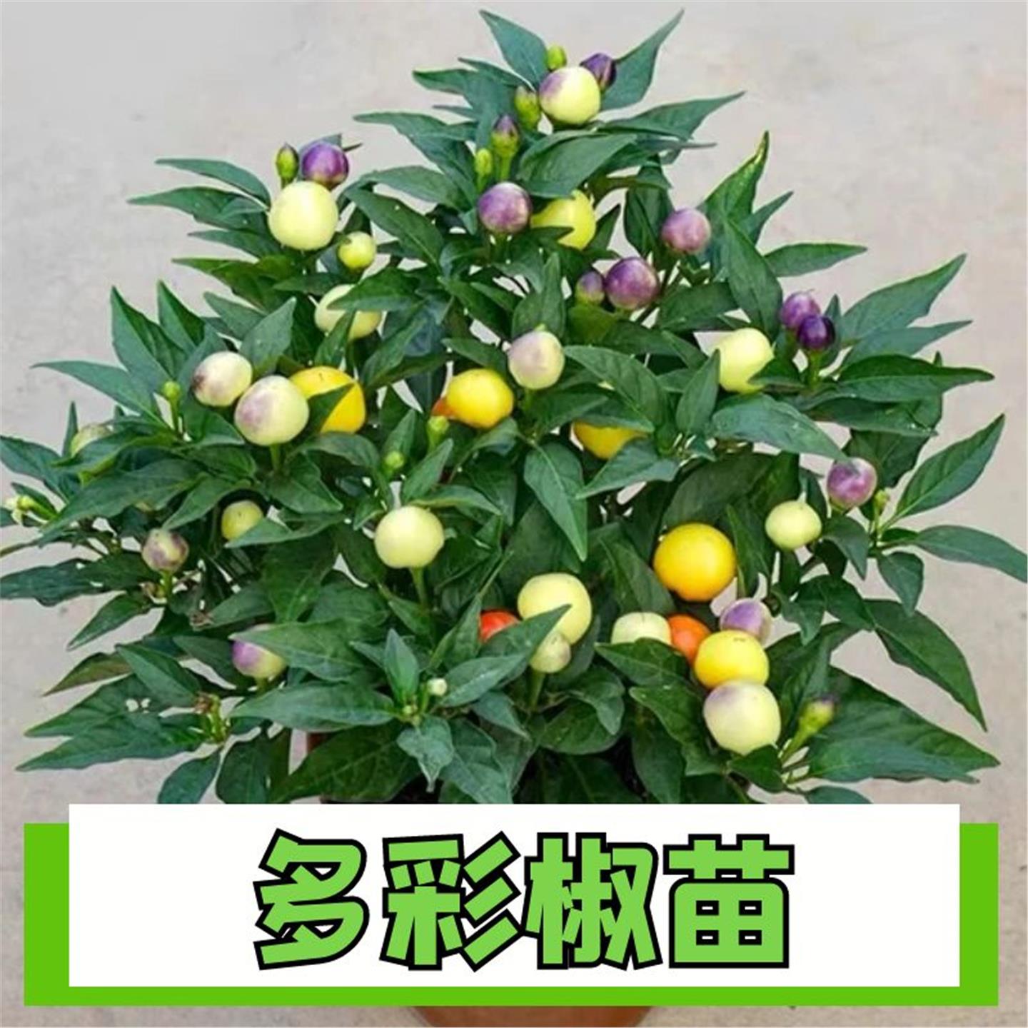 多彩小尖椒苗观赏五六七泡