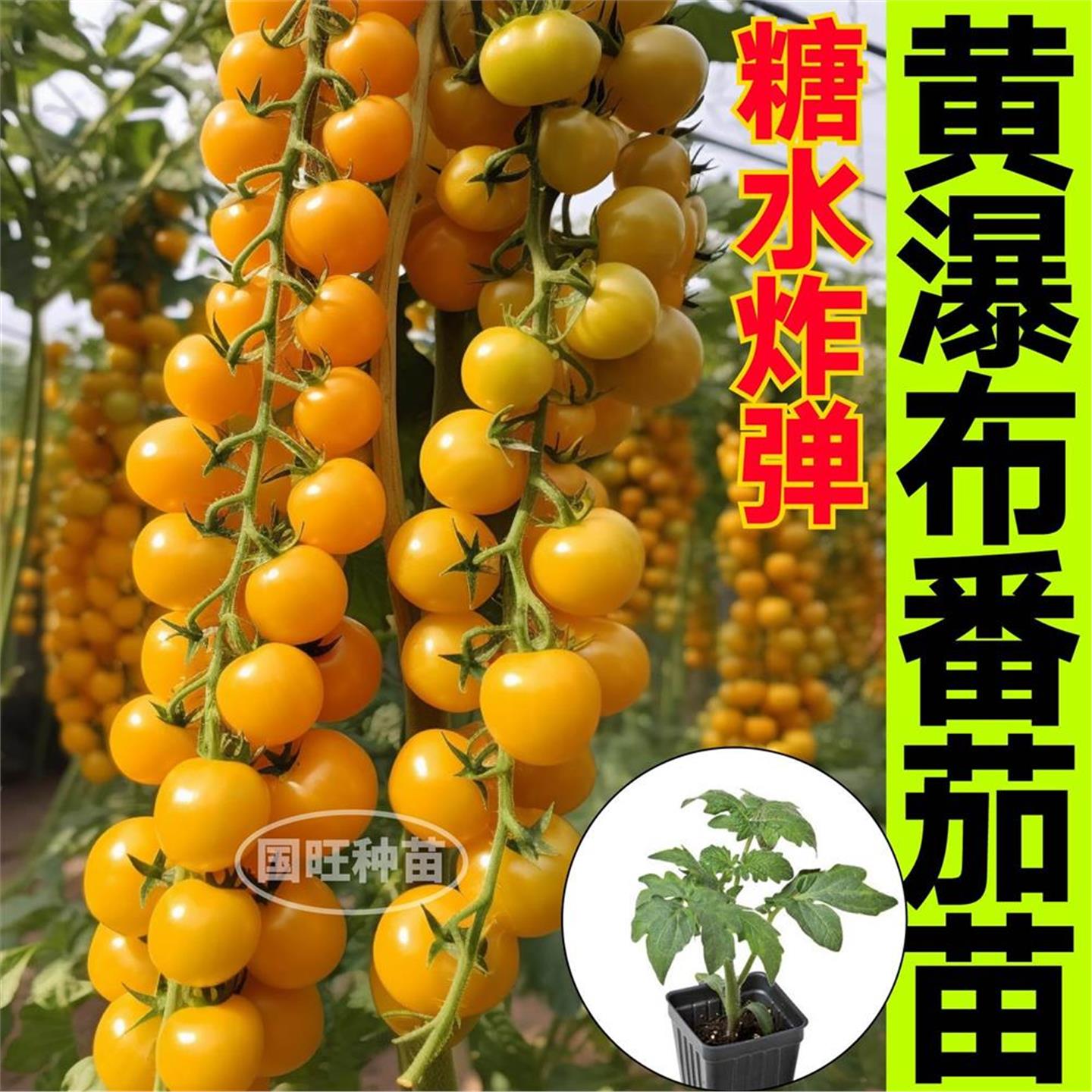 糖水炸弹黄瀑布番茄苗秧带