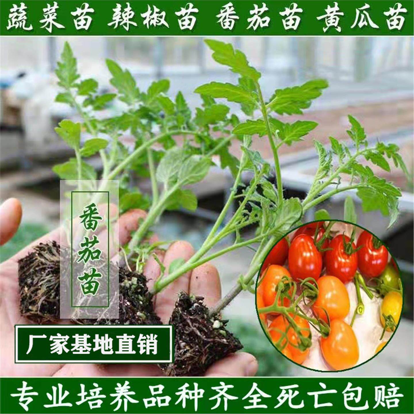 西红柿苗蔬菜秧番茄圣女果