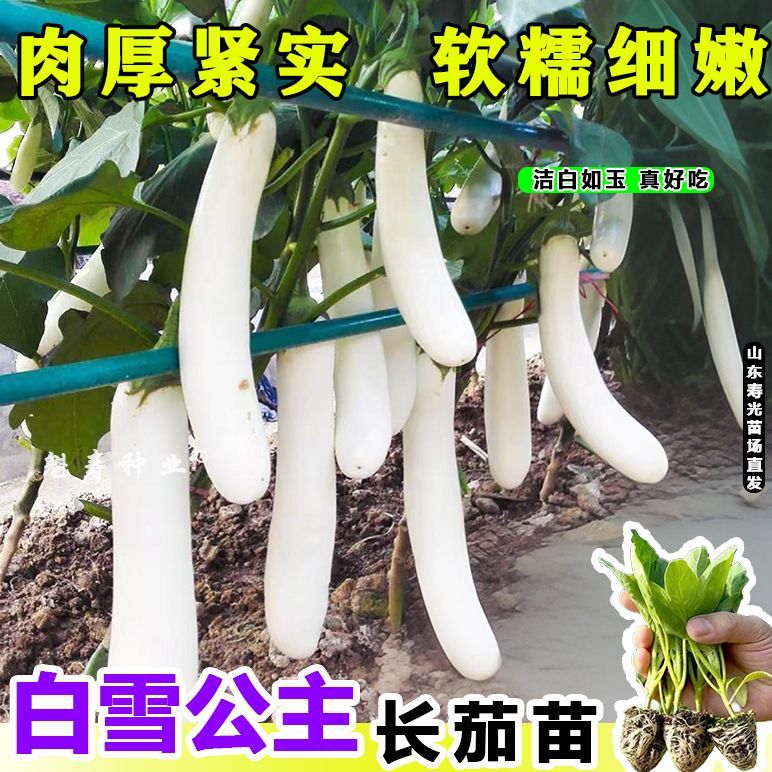 寿光早熟白色长茄秧苗玉雪
