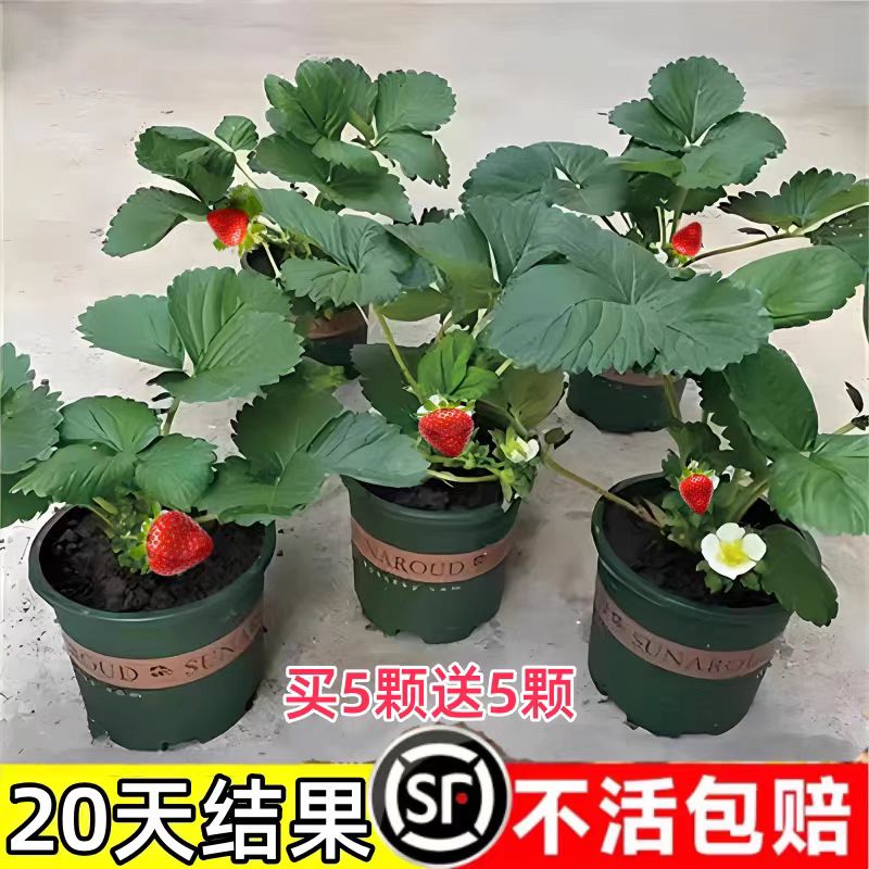 四季草莓苗秧盆栽红颜奶油