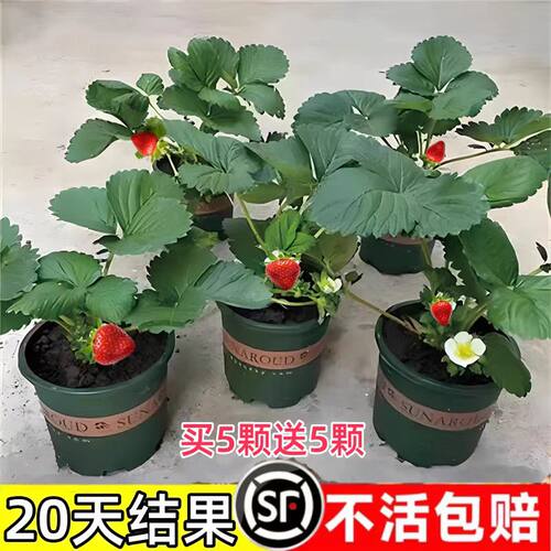 四季草莓苗秧盆栽红颜奶油