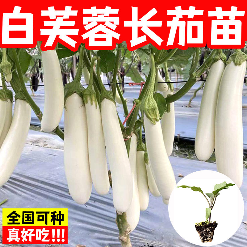 白芙蓉长茄苗子种籽高产嫁