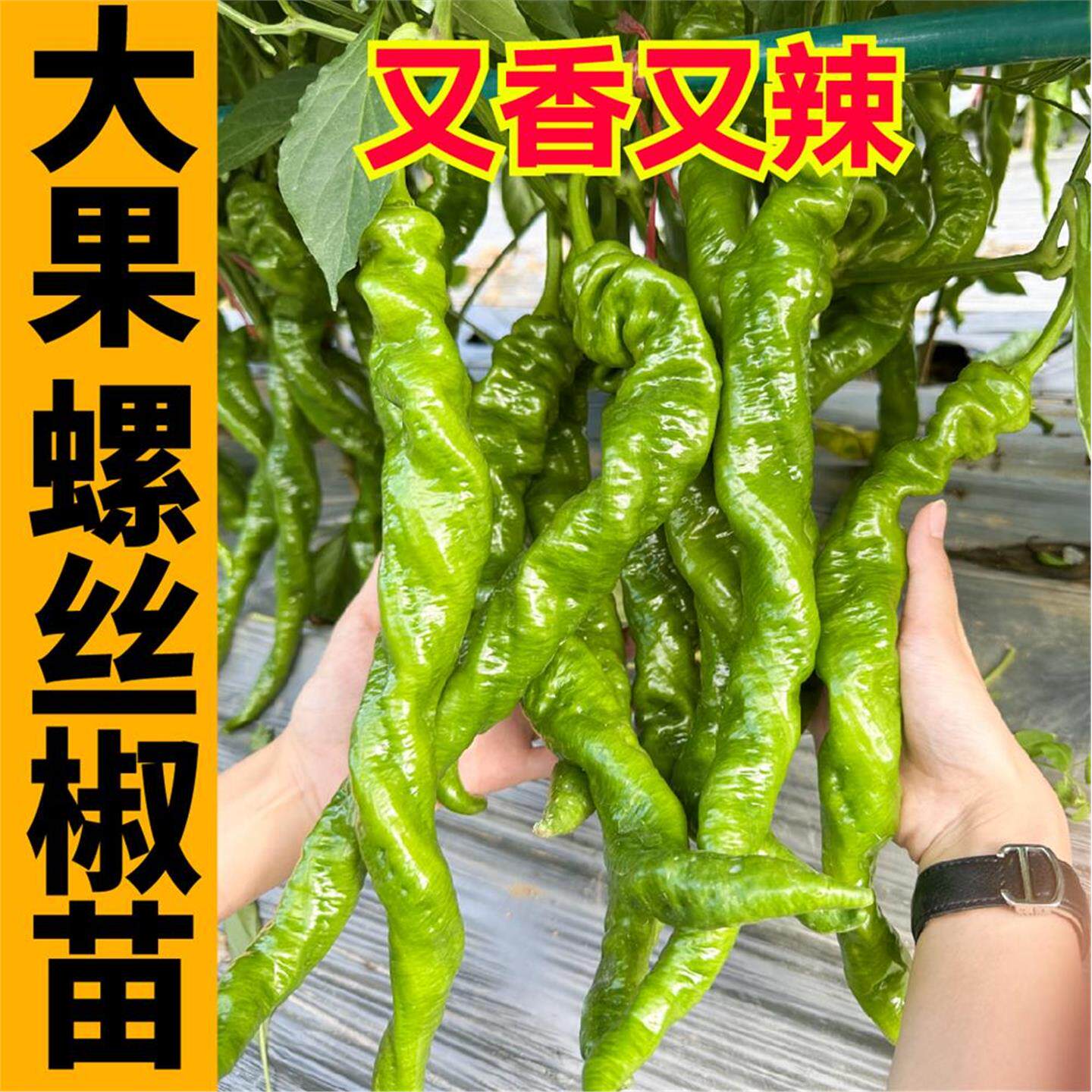 香辣大果螺丝椒苗秧高产种