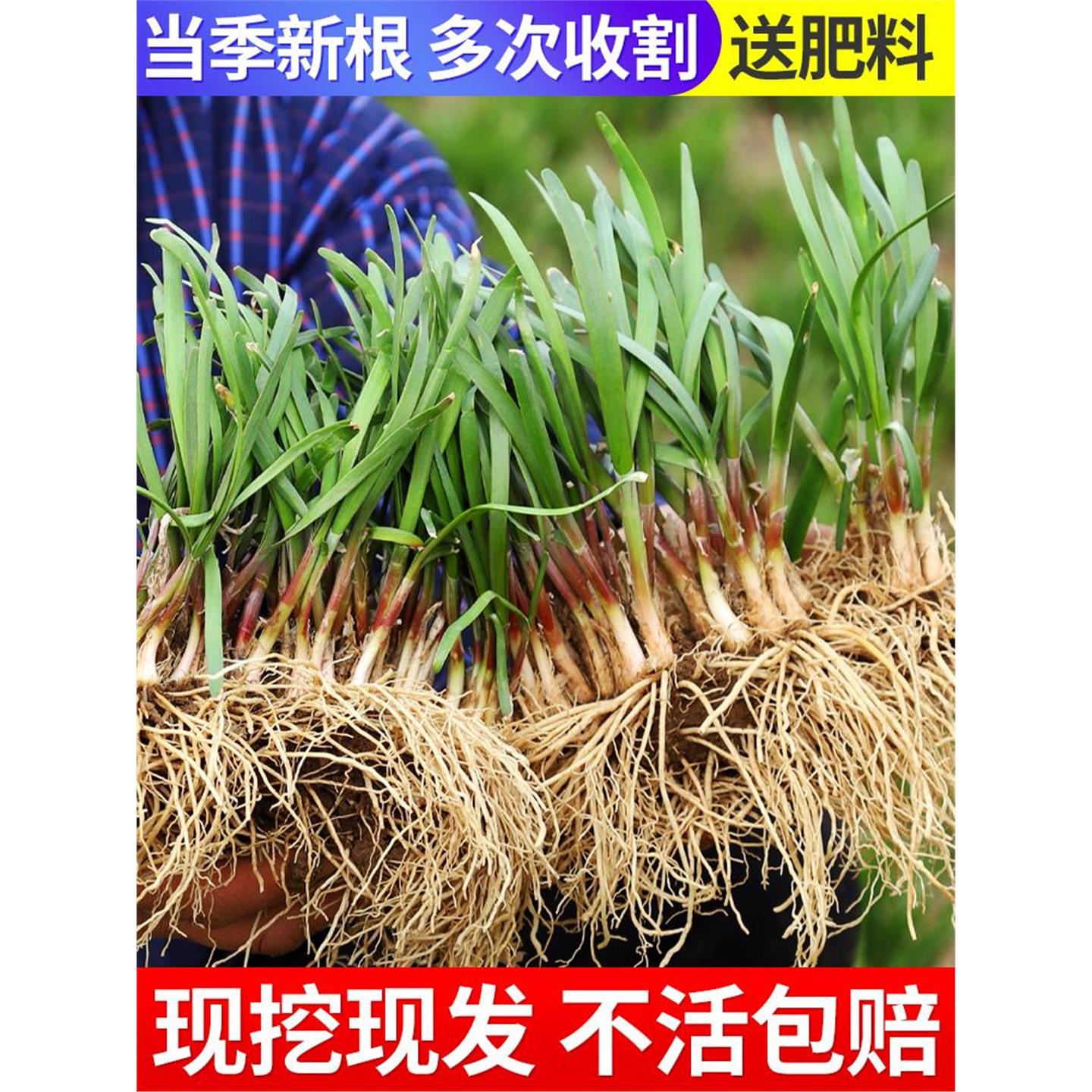 韭菜根苗紫红带土蔬宽叶大