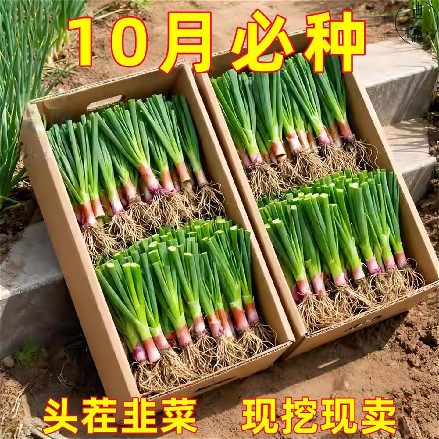 现挖韭菜根庭院阳台四季盆