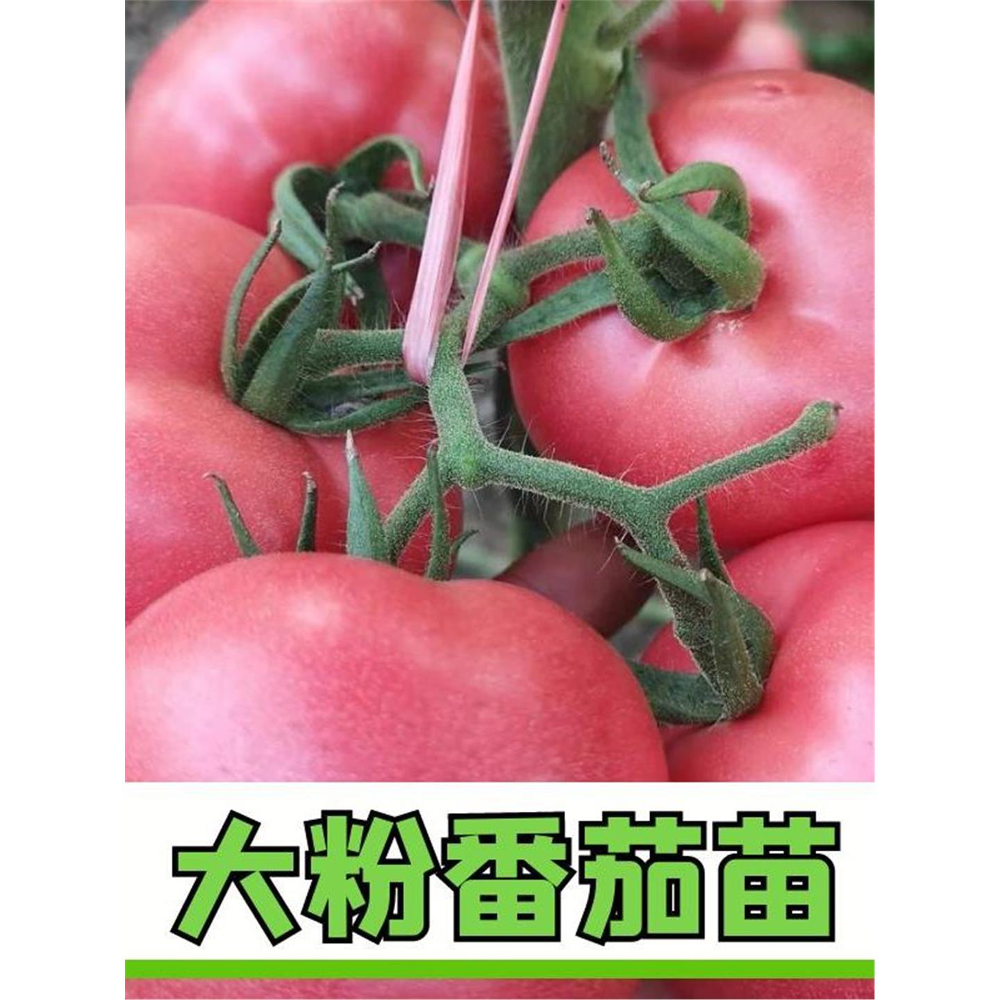 大粉番茄西红柿秧苗子沙瓤