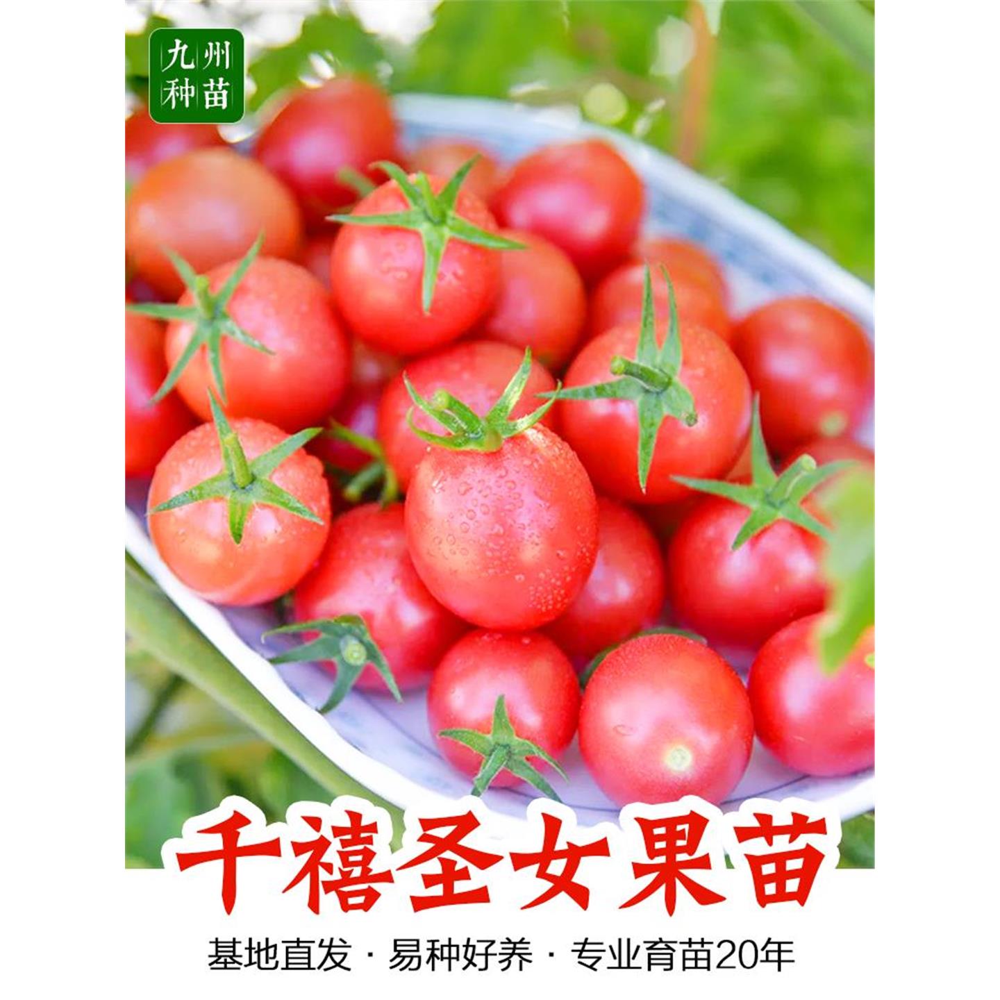 超甜红千禧圣女果苗秧粉樱