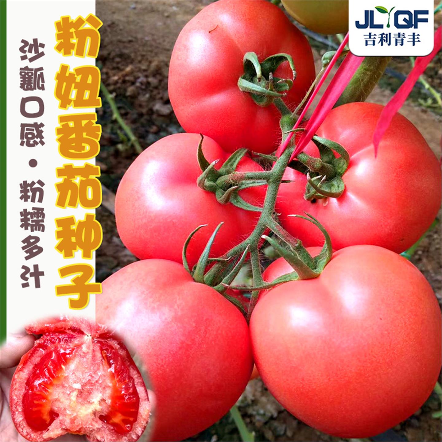 大粉番茄种子沙瓤妞西红柿