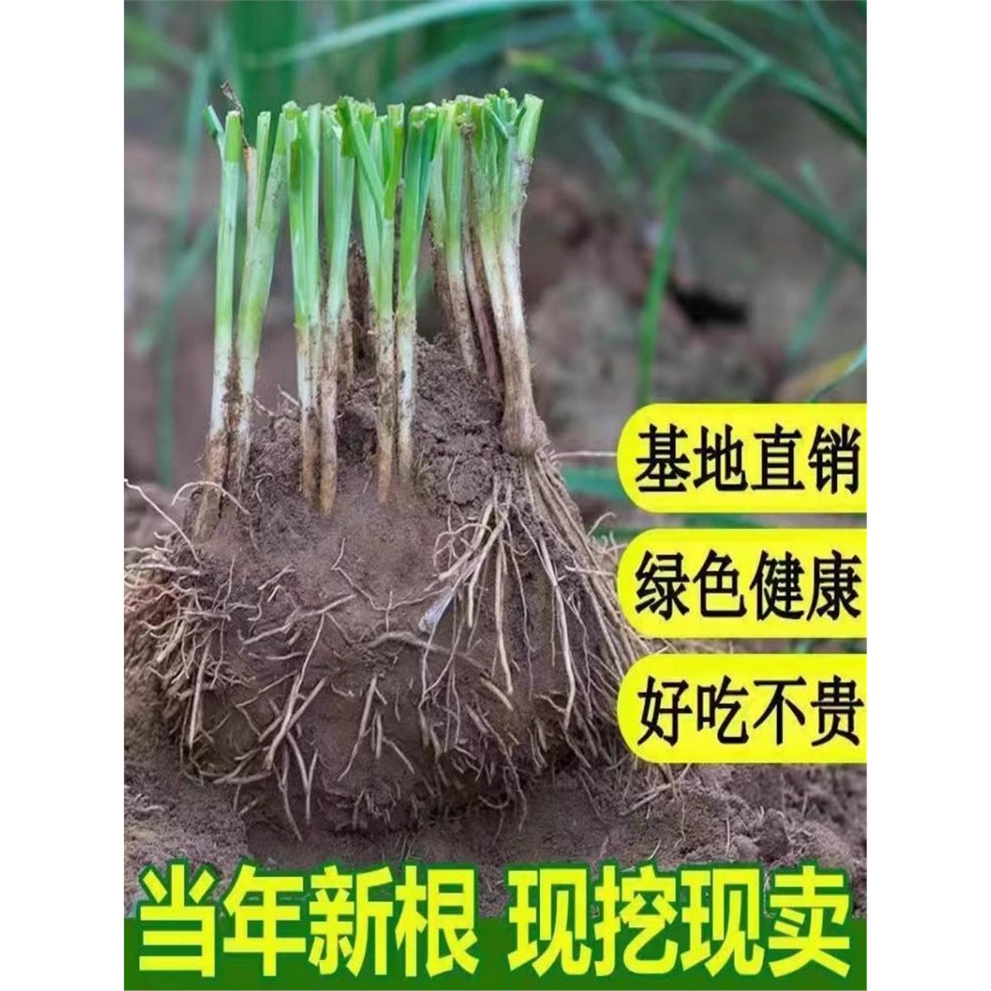 现挖新韭菜根苗香小叶老土