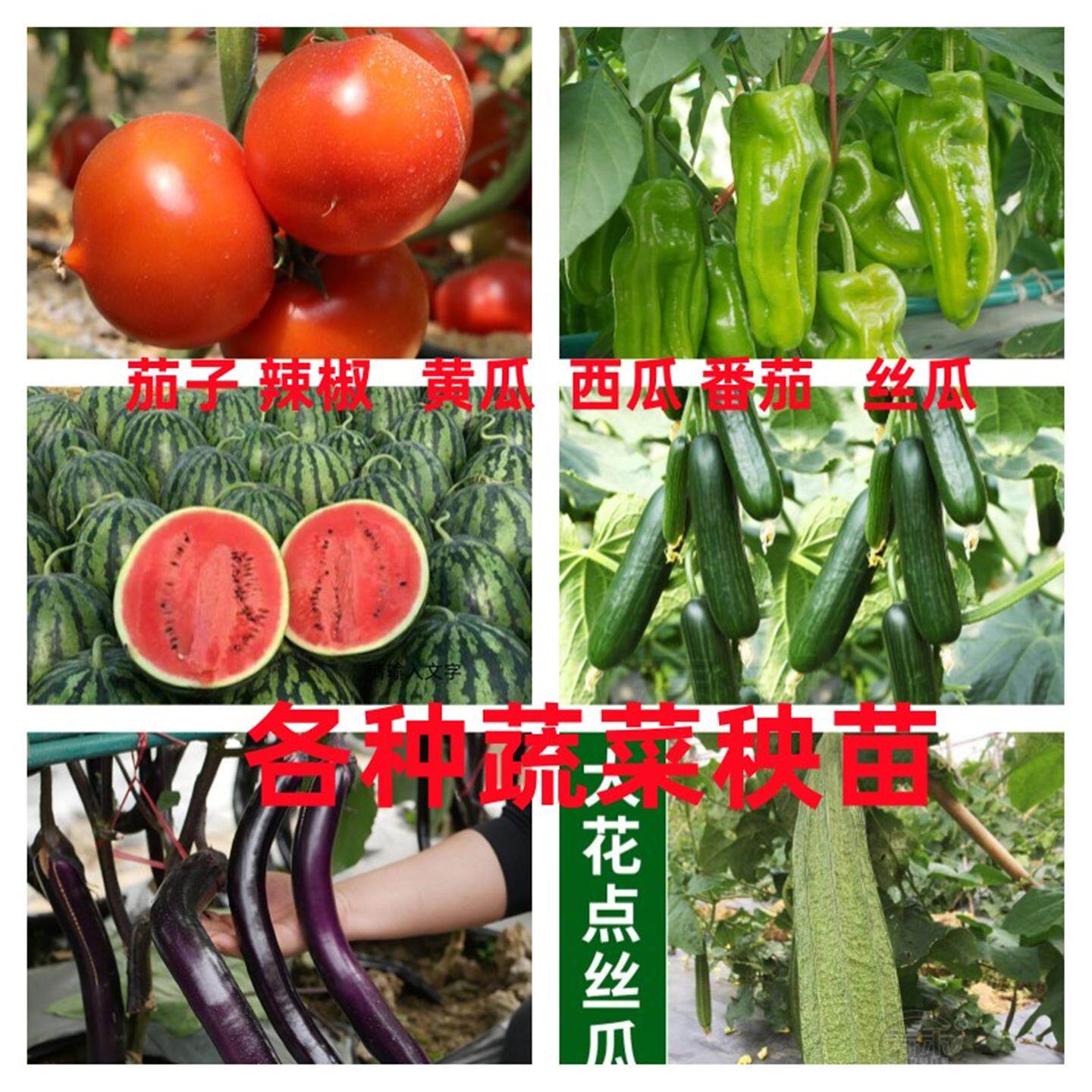 春季蔬菜秧苗种植子西红柿