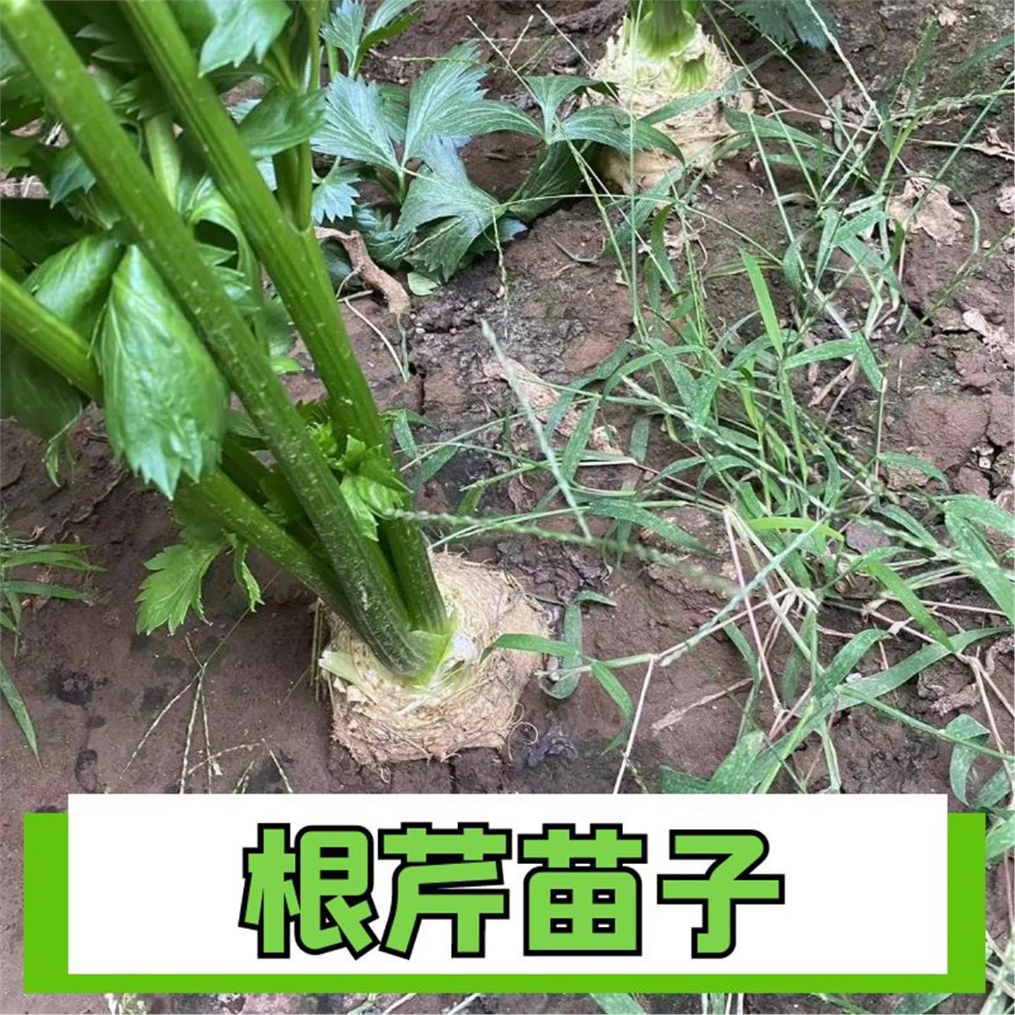 寿光根芹苗秧带土球大疙瘩