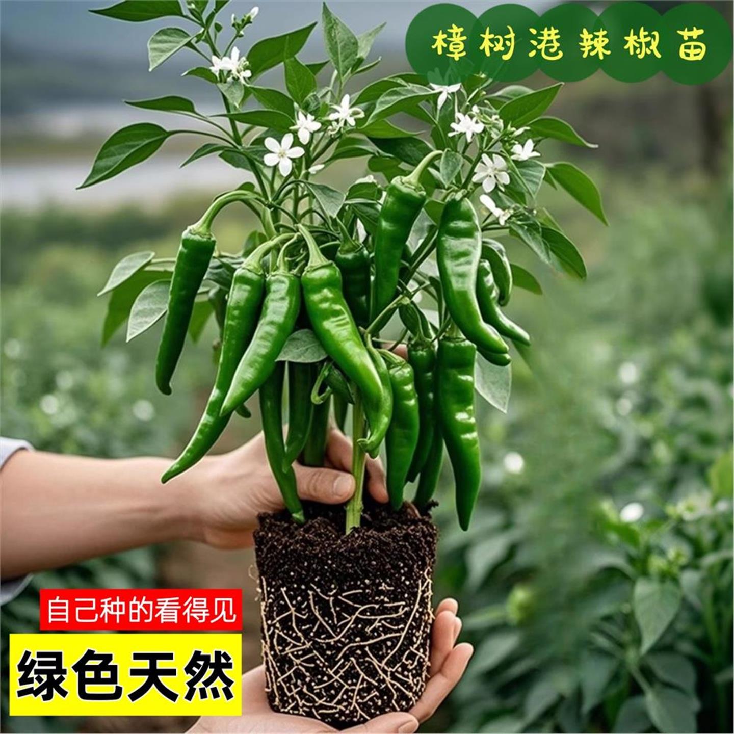 正宗樟树港辣椒苗秧湖南种