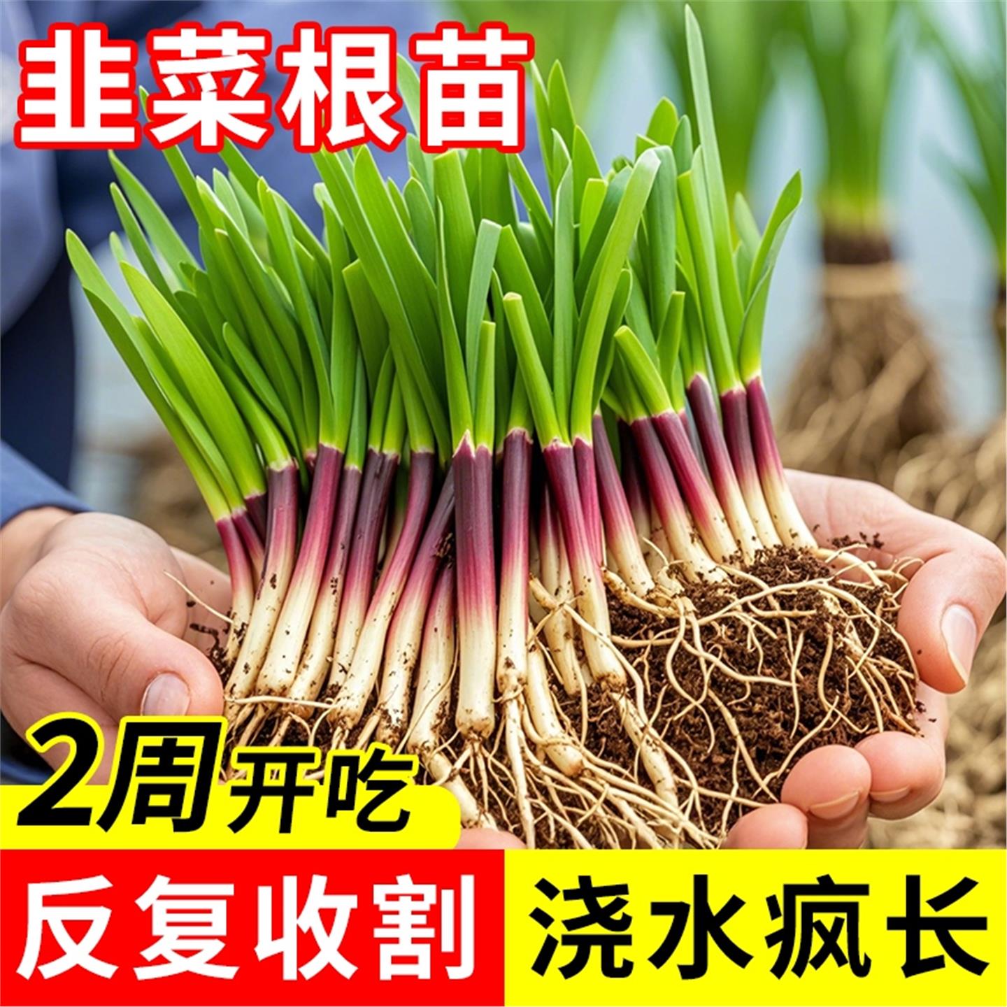 韭菜根苗现挖新鲜宽叶紫室