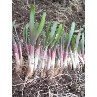 现挖韭菜根苗紫根紫红根韭菜根儿籽苗农家四季蔬菜苗小叶种孑春季