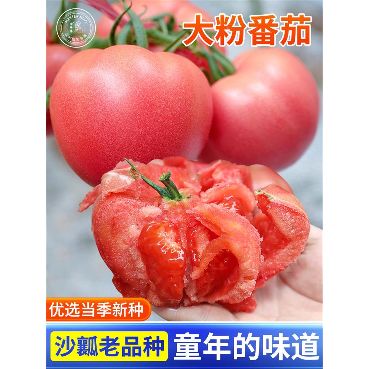 老品种番茄子籽大粉果西红