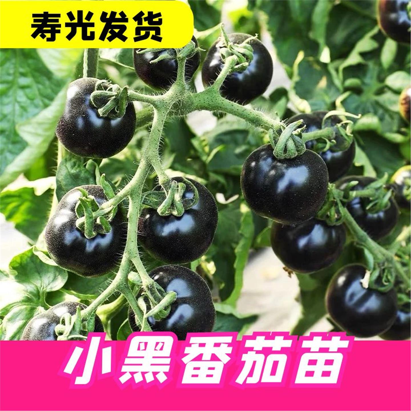 糖水炸弹黑珍珠黑番茄苗秧种子孑种籽小西红柿西黑柿秧苗蕃茄苗树