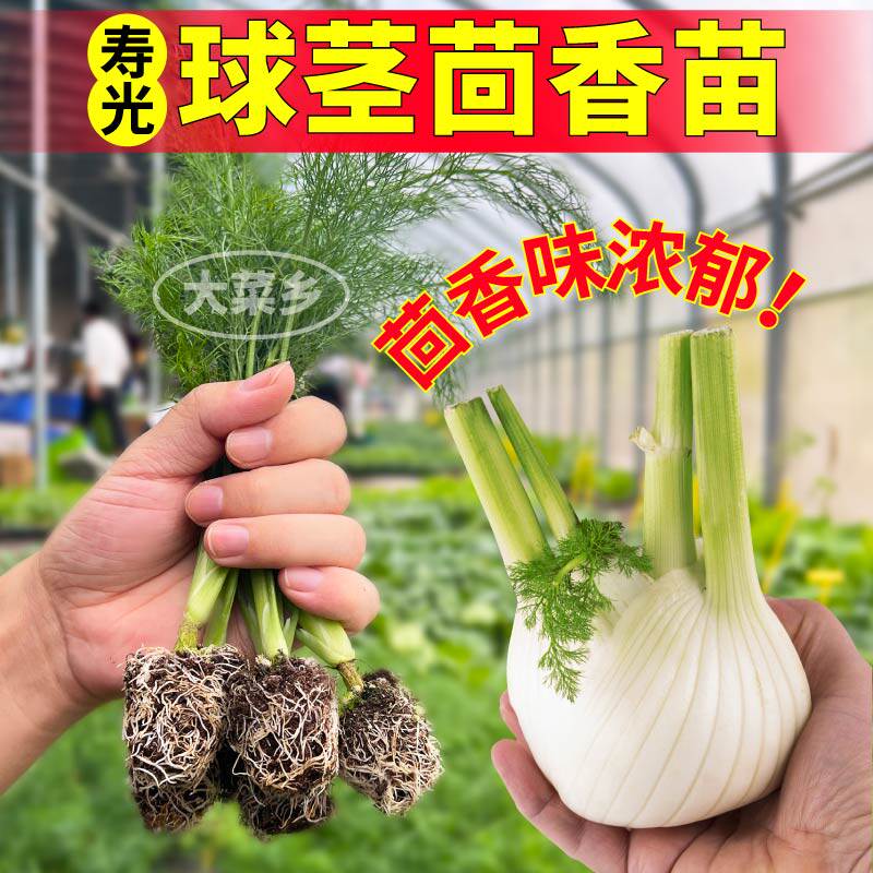 四季高产正宗球茎茴香苗秧
