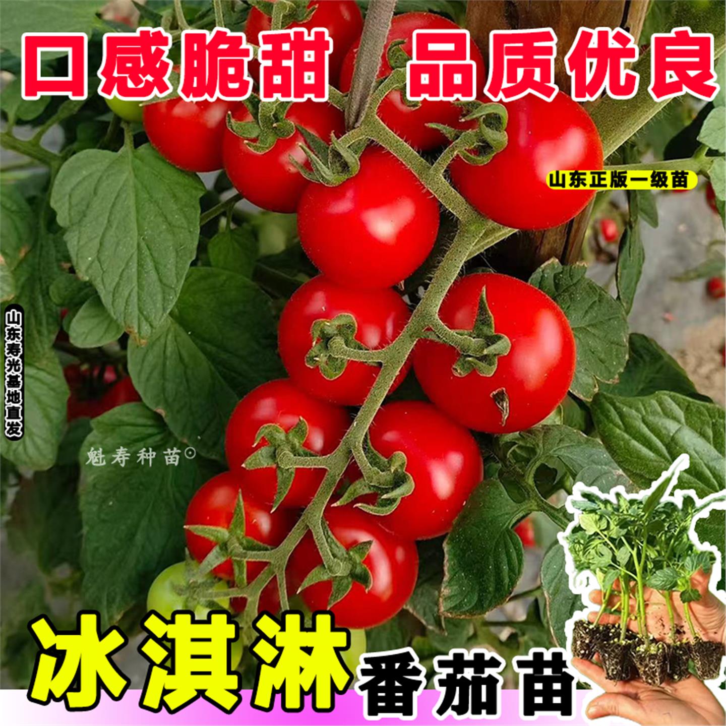 冰淇淋小番茄种子秧苗孑圣